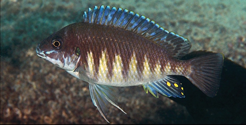 Petrochromis sp. 'orthognathus ikola' Mabilibili